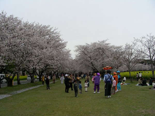 hanami1