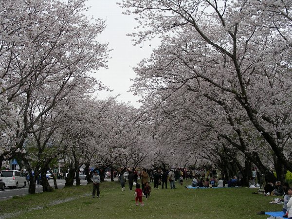 hanami2
